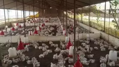 വിവാഹ ഘോഷയാത്രയ്ക്കിടെയുള്ള ഡിജെ സംഗീതം കേട്ട് 140 കോഴികൾ ചത്തു; മരണകാരണം ഹൃദയാഘാതം; ഡിജെക്കെതിരെ കേസെടുത്ത് പൊലീസ്