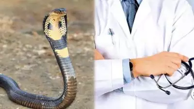 പാമ്പ് കടിയേറ്റുള്ള മരണങ്ങൾ വർധിക്കുന്നു; ആന്റിവെനം ലഭ്യത കുറവില്ല; ഡിഎംഒമാരുടെ യോഗം വിളിച്ച് ആരോഗ്യവകുപ്പ്