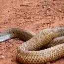 ഇടുക്കിയിൽ തൊഴിലാളിക്ക് മൂർഖൻ പാമ്പിന്റെ കടിയേറ്റു