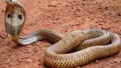 ഇടുക്കിയിൽ തൊഴിലാളിക്ക് മൂർഖൻ പാമ്പിന്റെ കടിയേറ്റു