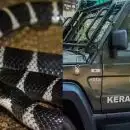 കനത്ത ചൂടില്‍ പാമ്പുകൾ മാളം വിട്ടിറങ്ങുന്നു; ജാഗ്രതാ നിര്‍ദ്ദേശവുമായി വനംവകുപ്പ്