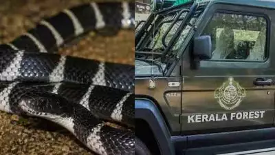 കനത്ത ചൂടില്‍ പാമ്പുകൾ മാളം വിട്ടിറങ്ങുന്നു; ജാഗ്രതാ നിര്‍ദ്ദേശവുമായി വനംവകുപ്പ്