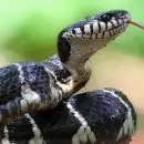 സംസ്ഥാനത്ത് വീണ്ടും പാമ്പുകടിയേറ്റ് മരണം; കണ്ണൂരില്‍ വയോധിക മരിച്ചു