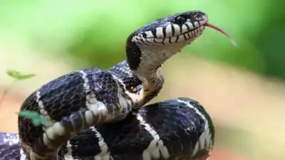 സംസ്ഥാനത്ത് വീണ്ടും പാമ്പുകടിയേറ്റ് മരണം; കണ്ണൂരില്‍ വയോധിക മരിച്ചു