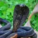 സംസ്ഥാനത്ത് പാമ്പുകടിയേറ്റ് ഇന്ന് രണ്ടാമതും മരണം; ഇടുക്കിയിൽ വയോധിക മരിച്ചു