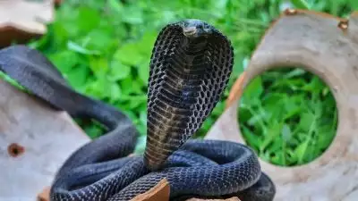 സംസ്ഥാനത്ത് പാമ്പുകടിയേറ്റ് ഇന്ന് രണ്ടാമതും മരണം; ഇടുക്കിയിൽ വയോധിക മരിച്ചു