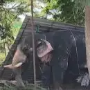 ആനക്കലിയിൽ രണ്ടാമത്തെ മരണം; കൂടല്‍മാണിക്യം ക്ഷേത്രത്തില്‍ ഉത്സവത്തിനെത്തിച്ച ആന ഇടഞ്ഞ് രണ്ടാം പാപ്പാനെ ചവിട്ടിക്കൊന്നു