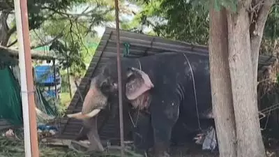 ആനക്കലിയിൽ രണ്ടാമത്തെ മരണം; കൂടല്‍മാണിക്യം ക്ഷേത്രത്തില്‍ ഉത്സവത്തിനെത്തിച്ച ആന ഇടഞ്ഞ് രണ്ടാം പാപ്പാനെ ചവിട്ടിക്കൊന്നു