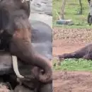 ദുബാരെ ആനക്യാമ്പിലെ ആനകളുടെ ഏറ്റുമുട്ടൽ; പരിക്കേറ്റ 'മാർത്താണ്ഡ' എന്ന ആന ചരിഞ്ഞു
