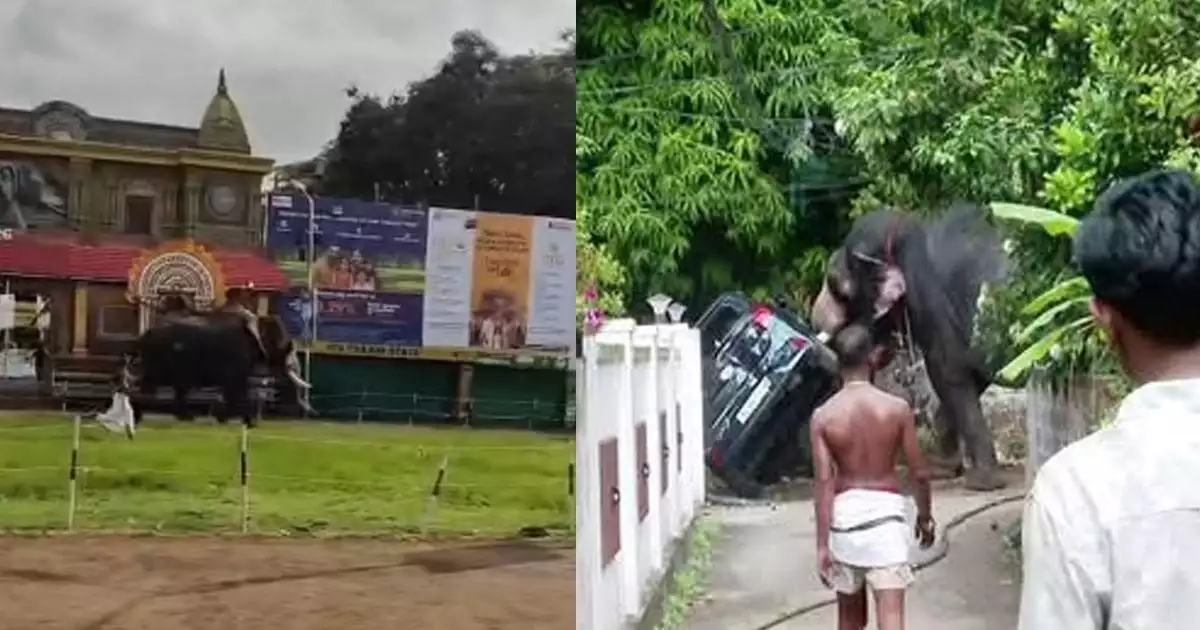 തൃശ്ശൂരിൽ ആന ഇടഞ്ഞു, വാഹനങ്ങളും വീടുകളുടെ ഗേറ്റുകളും തകർത്തു; പട്ടിയെ കണ്ട് പേടിച്ചോടിയതെന്ന് പാപ്പാൻ