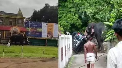 തൃശ്ശൂരിൽ ആന ഇടഞ്ഞു, വാഹനങ്ങളും വീടുകളുടെ ഗേറ്റുകളും തകർത്തു; പട്ടിയെ കണ്ട് പേടിച്ചോടിയതെന്ന് പാപ്പാൻ