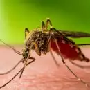 വെസ്റ്റ് നൈല്‍ പനി: എറണാകുളത്ത് ഒരു മരണം കൂടി