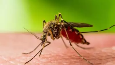 വെസ്റ്റ് നൈല്‍ പനി: എറണാകുളത്ത് ഒരു മരണം കൂടി