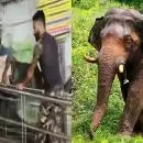 സംസ്ഥാനത്ത് വീണ്ടും കാട്ടാന ആക്രമണം; വയനാട് കാട്ടിക്കുളത്ത് പരിക്കേറ്റ തൊഴിലാളി മരിച്ചു
